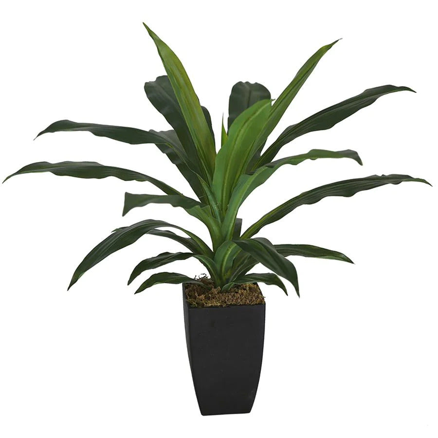 Artificial Draceana Plant Pot